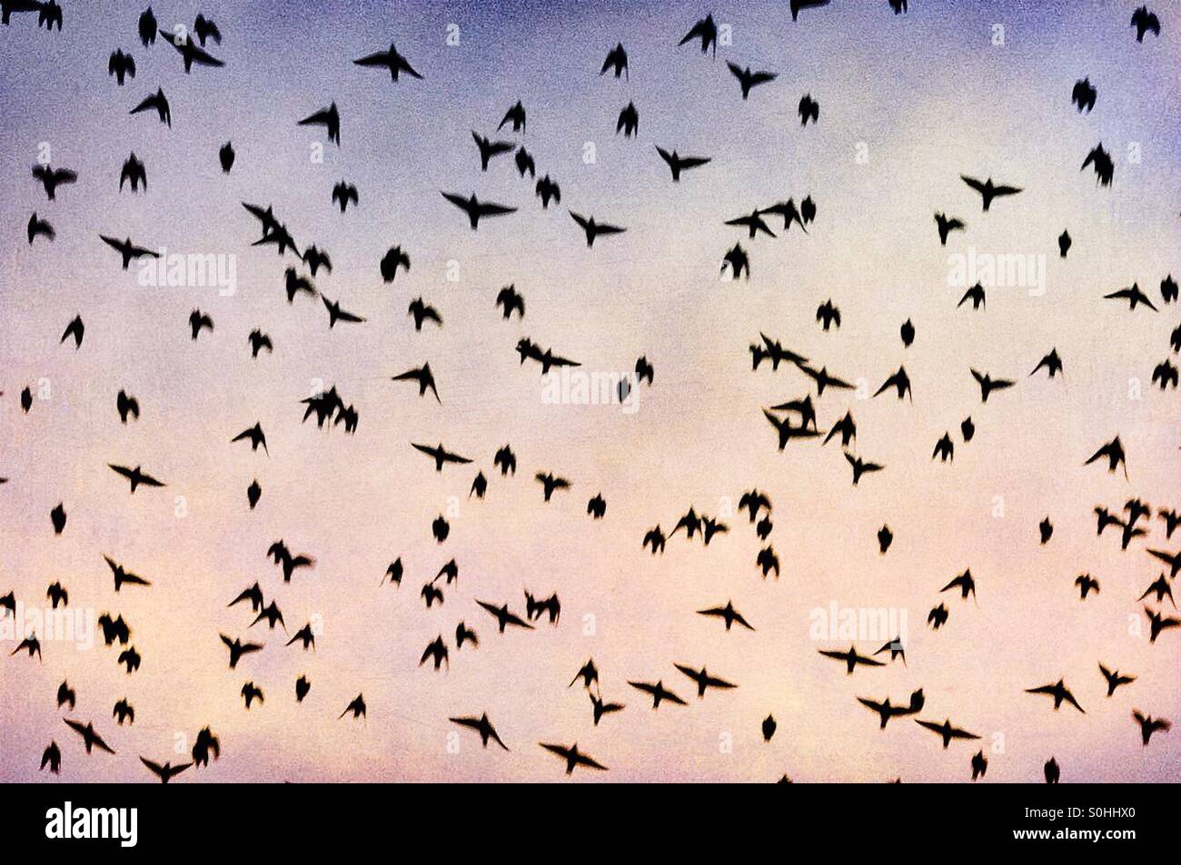 Flock of birds in flight - Smartphone Captured Stock Image