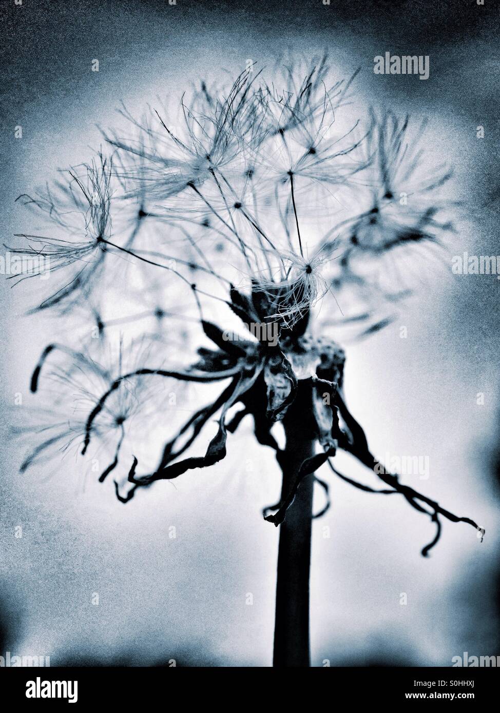 Dandelion clock hi-res stock photography and images - Alamy