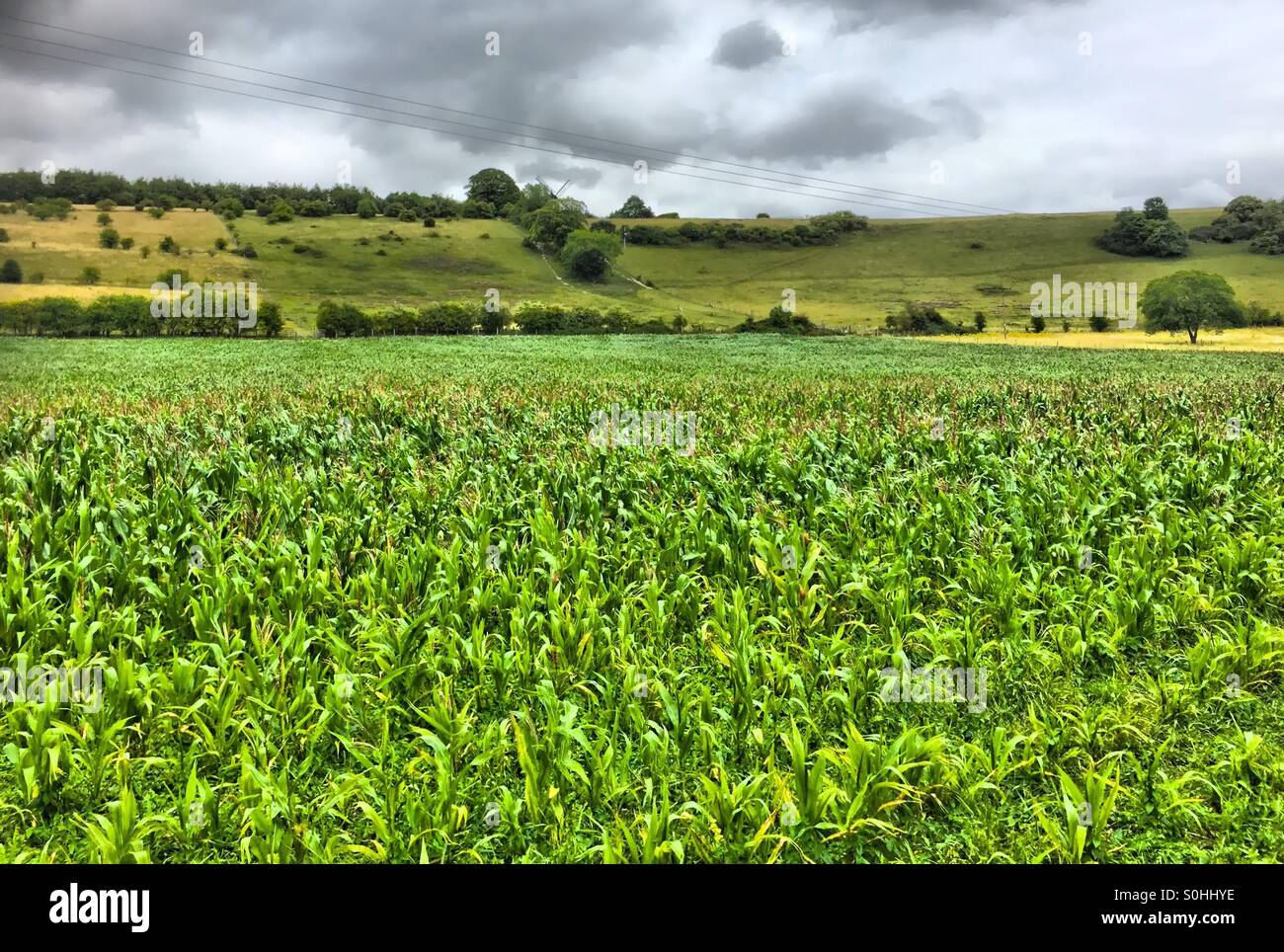 Corn Field - Smartphone Captured Stock Image