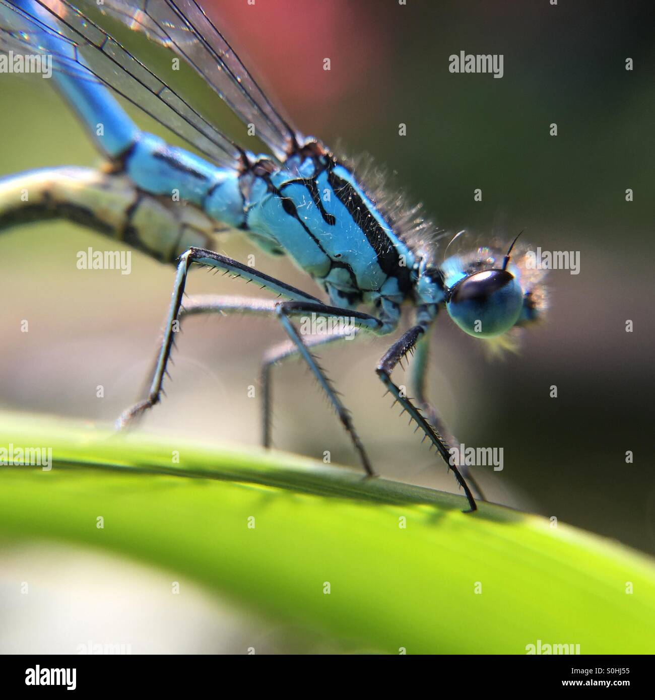 Macro close-up of a blue damsel fly Stock Photo