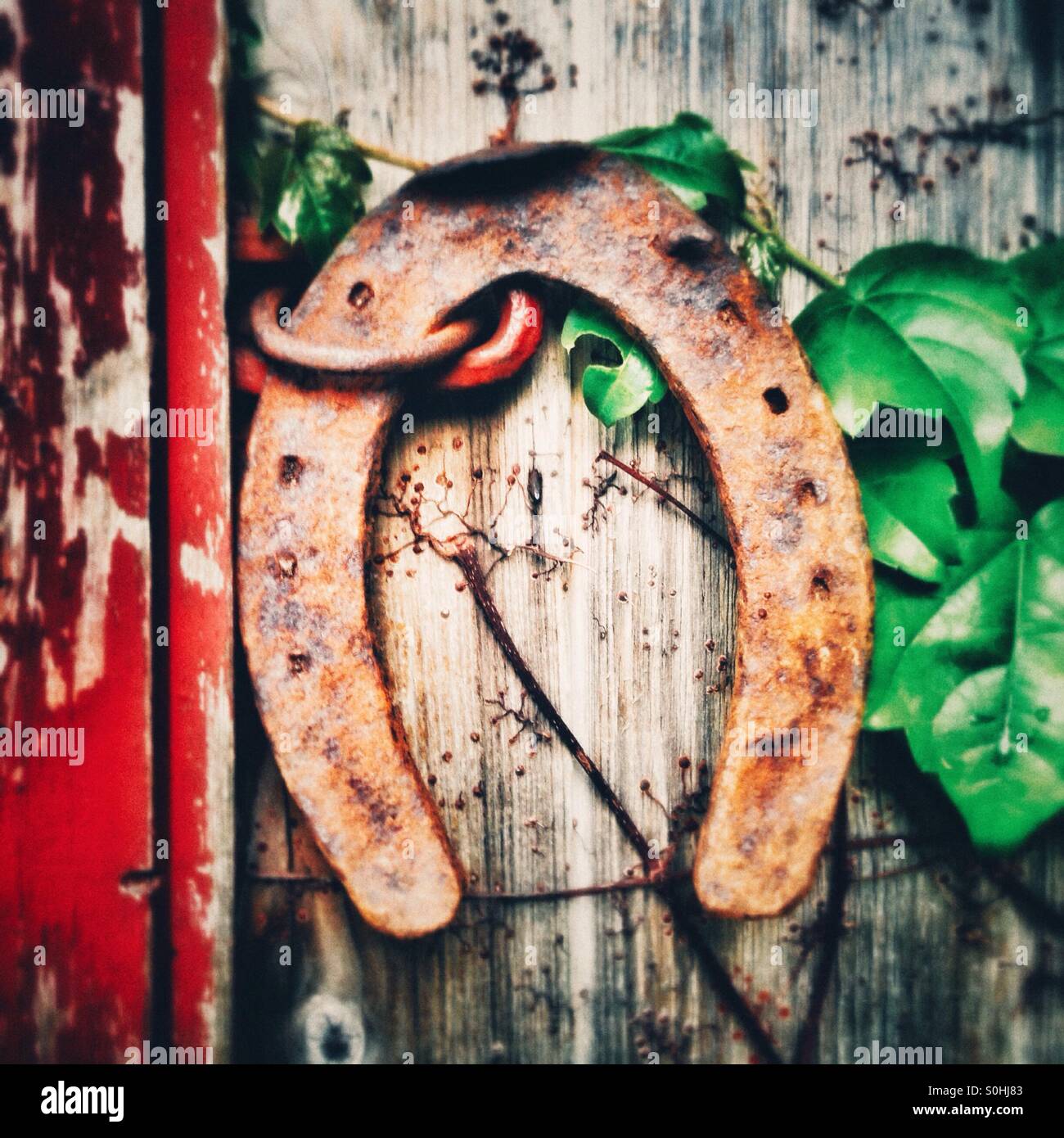 Horseshoe reused as a Lock for the door of an Old shed - Smartphone Captured Stock Image