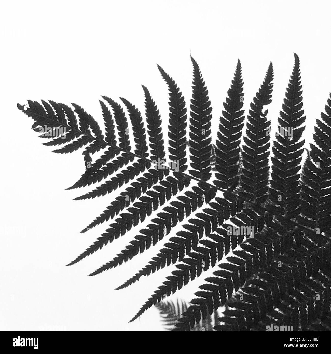 Black & White Fern Stock Photo - Alamy