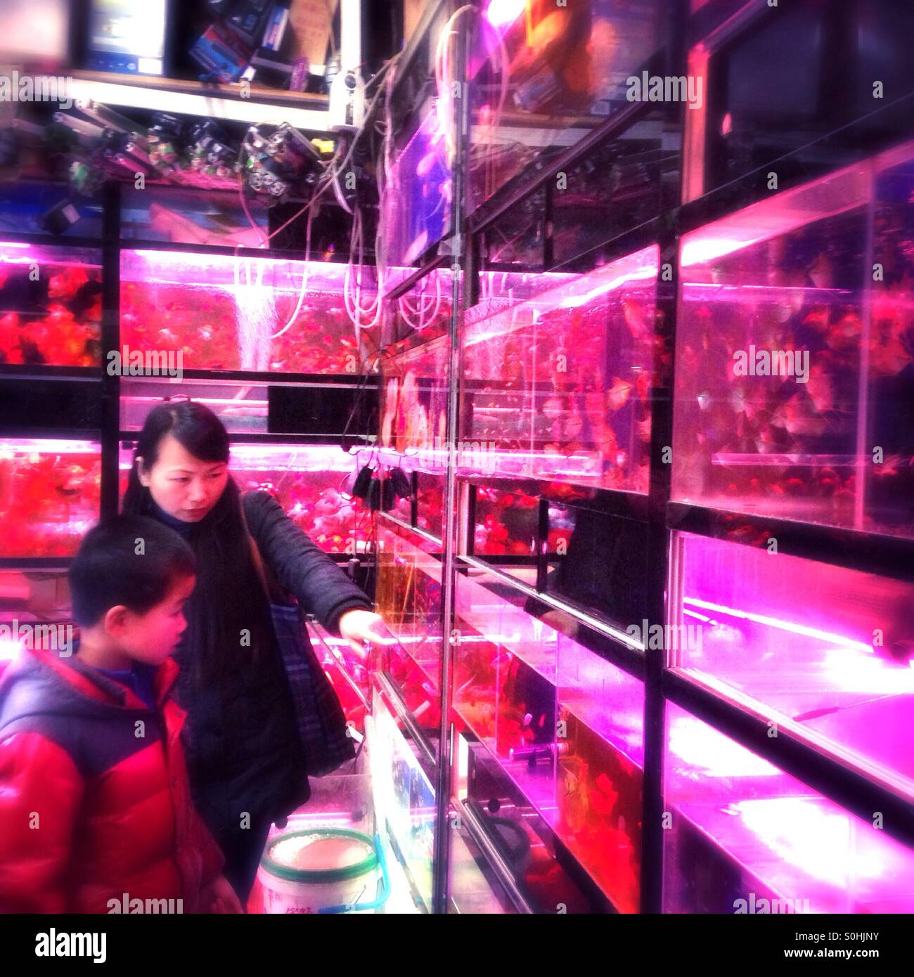 Buying pet fish. - Smartphone Captured Stock Image