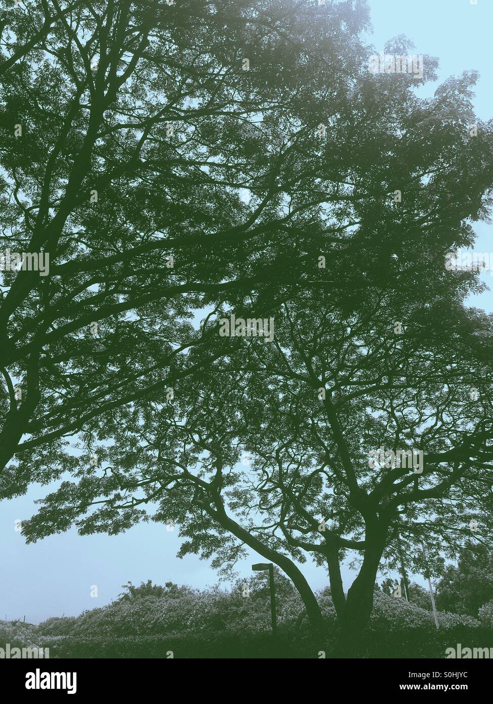 Beautiful trees in Kauai Stock Photo Alamy