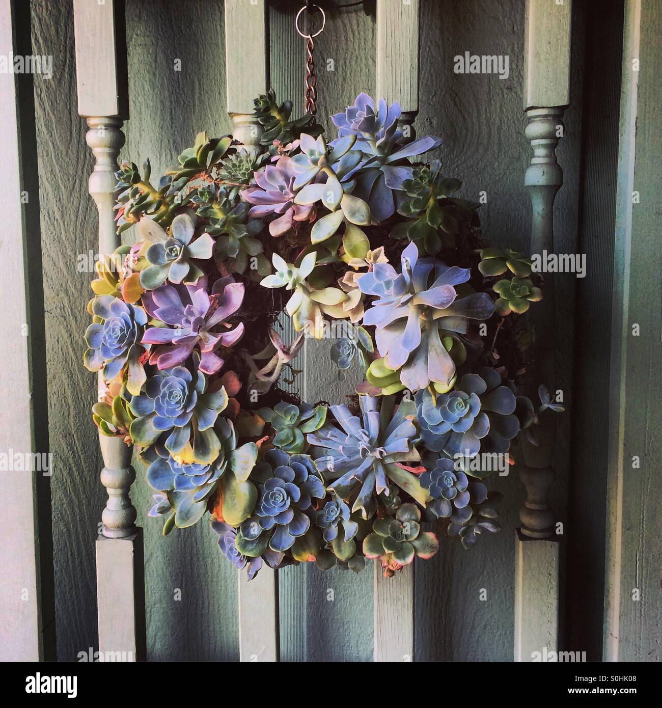 Succulent wreath - Smartphone Captured Stock Image