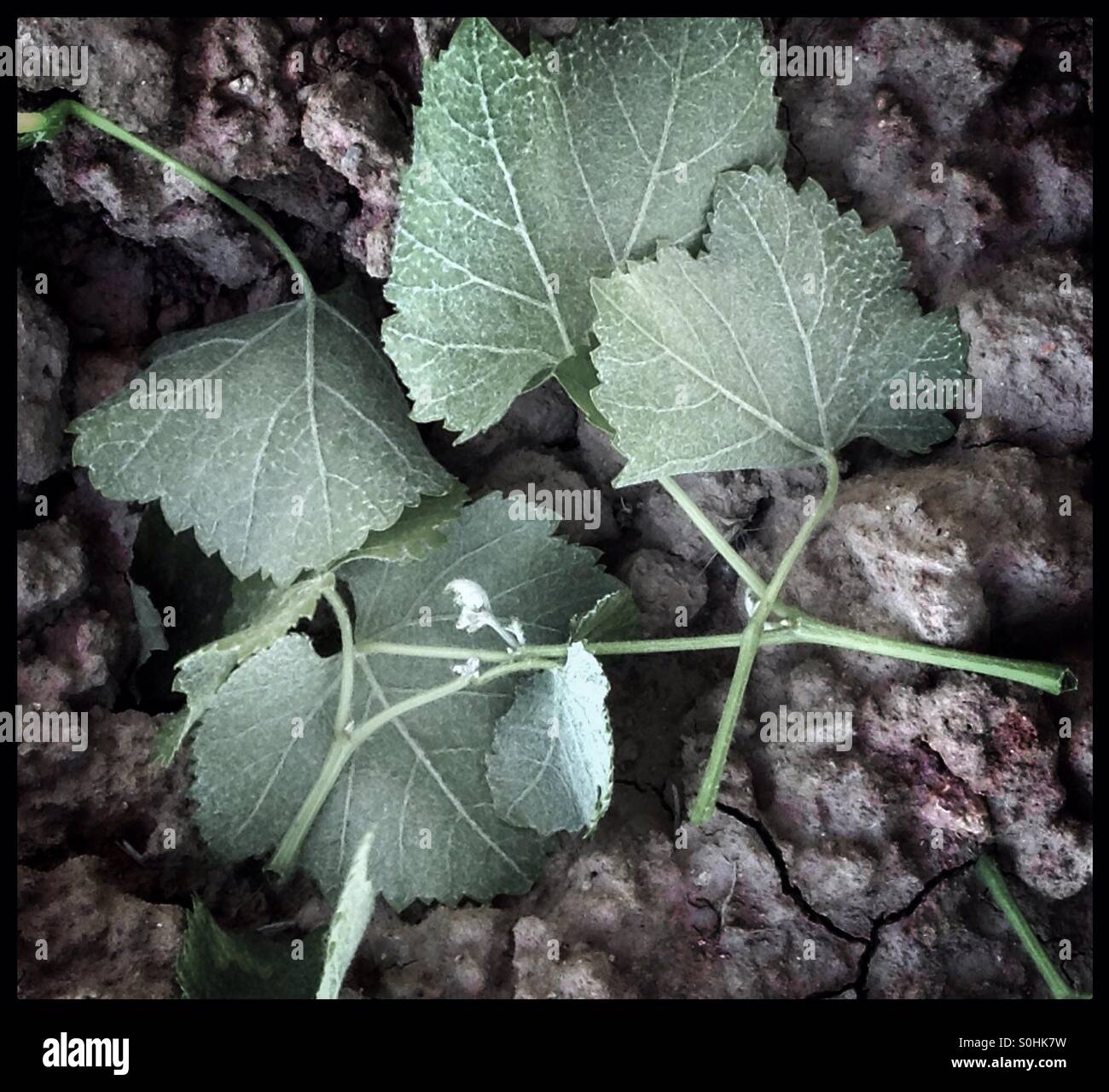 Syrah grapevine side-shoots lay discarded on the earth, Catalonia, Spain. - Smartphone Captured Stock Image