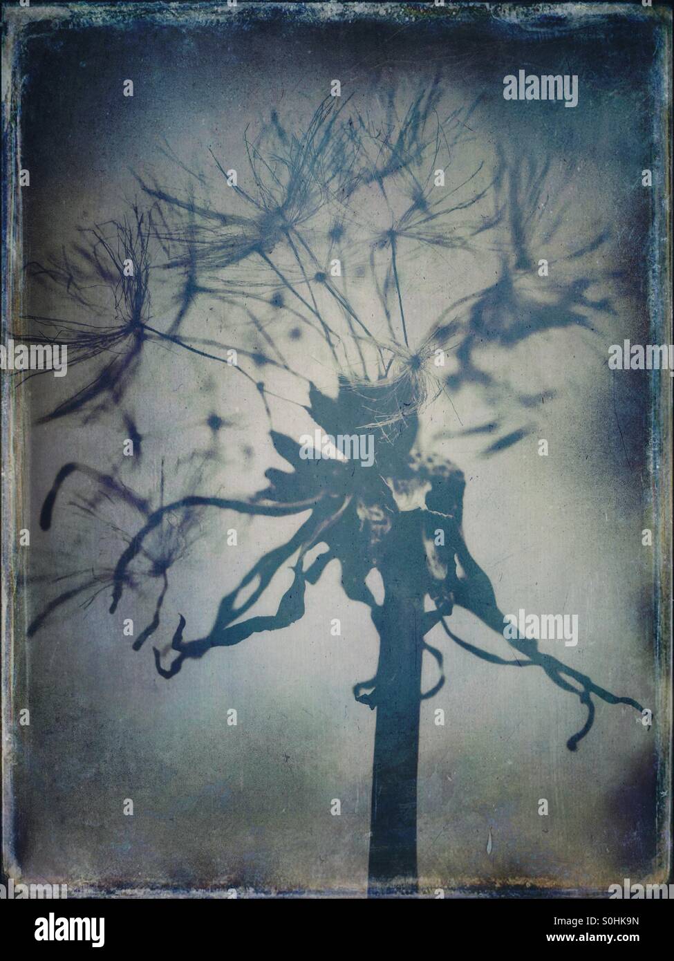 Dandelion clock as symbol of time passing - Smartphone Captured Stock Image