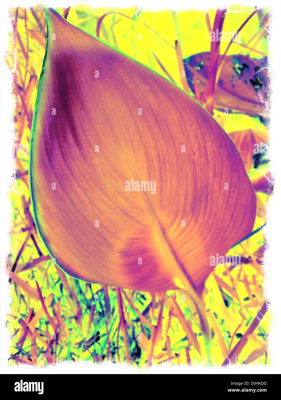 Digitally manipulated image of the underside of a canna lily leaf in a garden in Ponte Vedra Beach, Florida, USA. - Smartphone Captured Stock Image