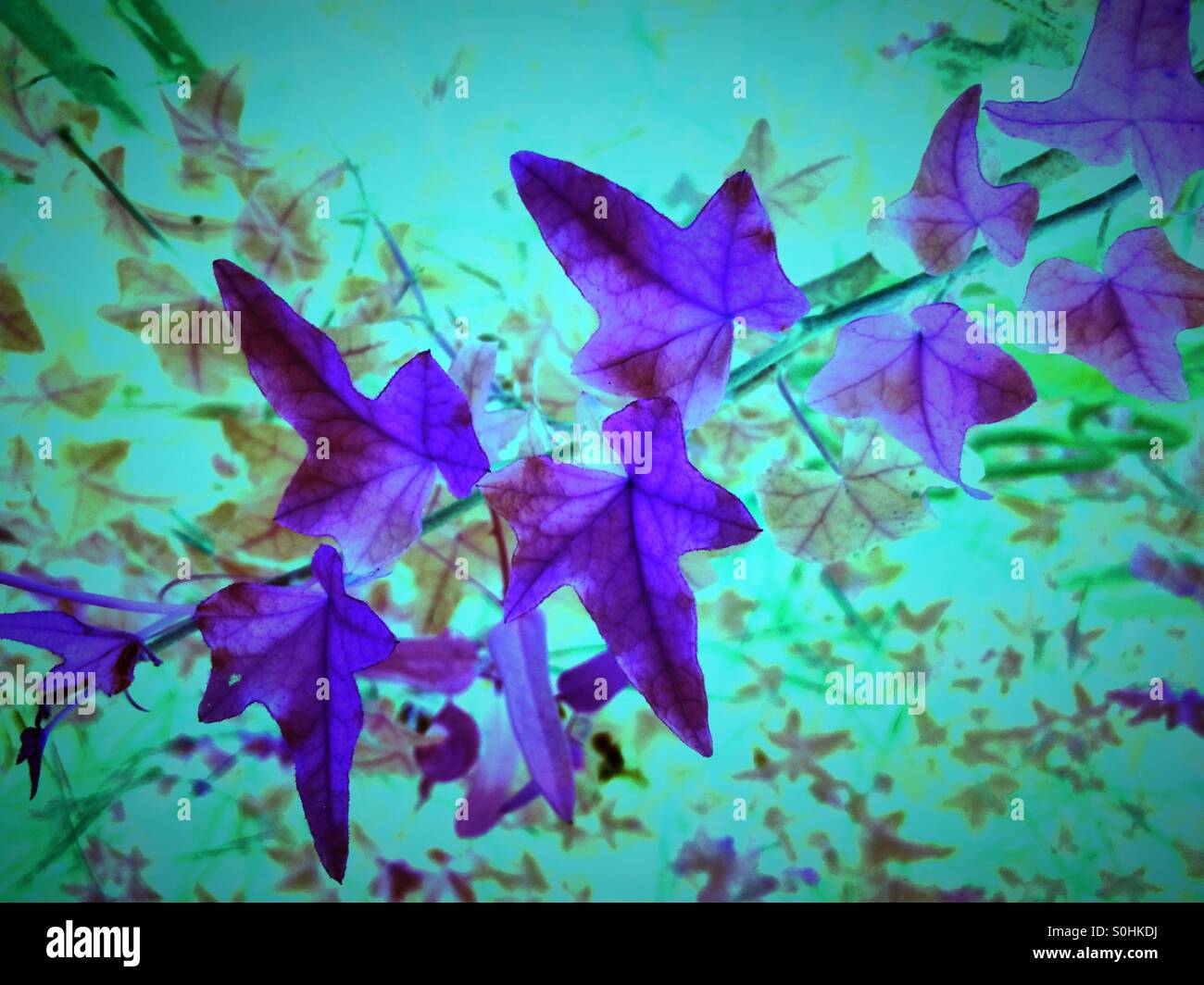 Digitally manipulated image of English Ivy Stock Photo Alamy