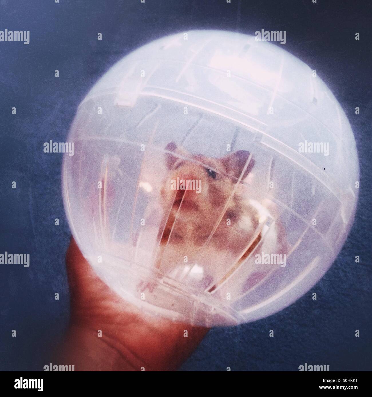 Download Hamster Ball For Pc Download Hamster Ball For Pc