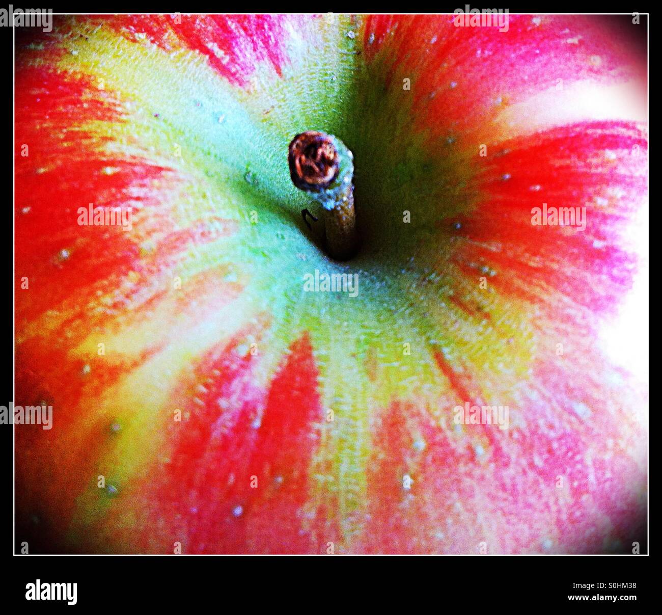 Raw Organic Honeycrisp Apples Stock Photo - Download Image Now
