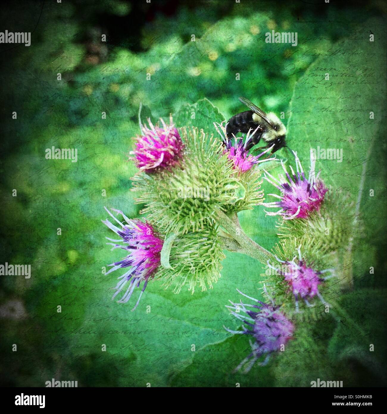 A bee rests on some thistle against a leafy green background - Smartphone Captured Stock Image