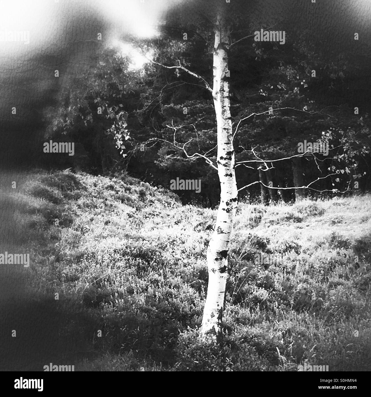 Tree silver birch Black and White Stock Photos & Images - Alamy