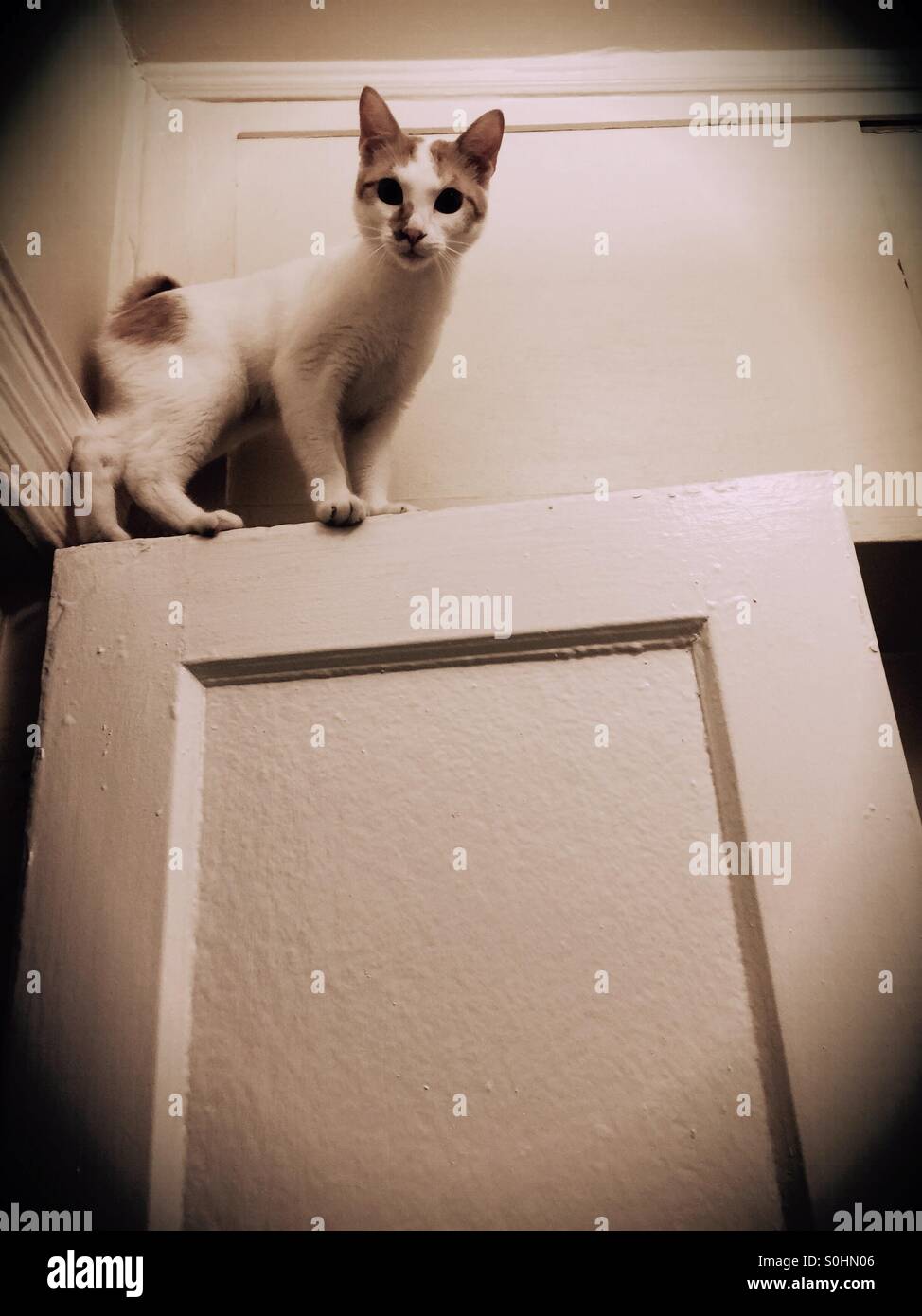 Japanese Bobtail kitten on top of a door. - Smartphone Captured Stock Image