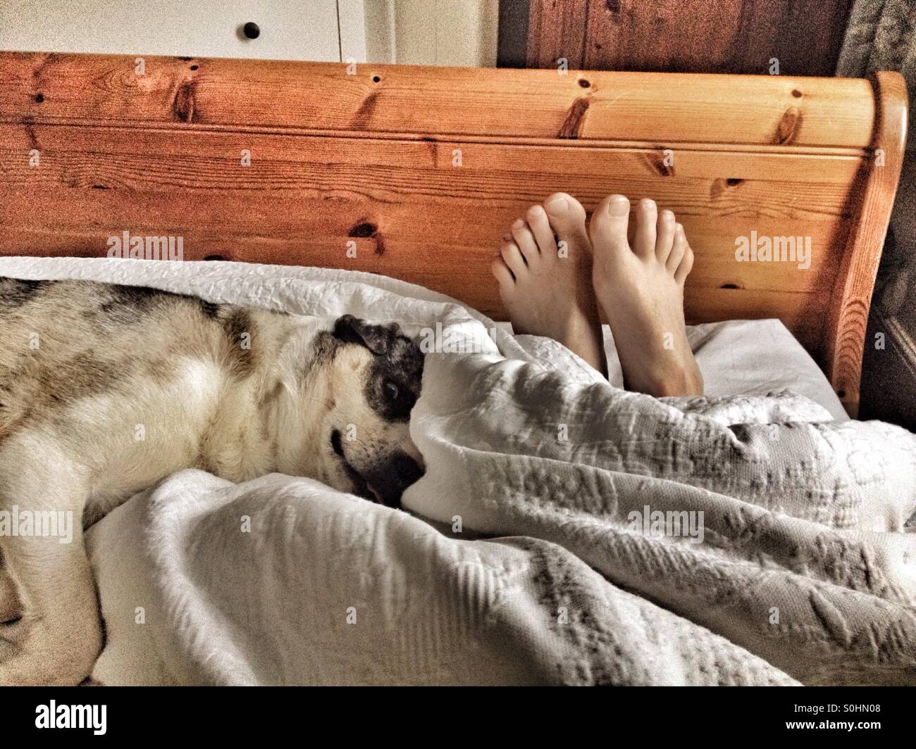 Dog bed with feet top