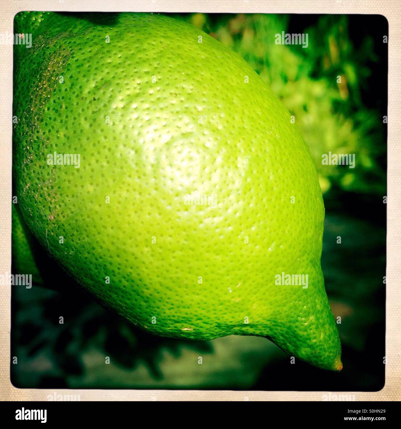 Lemon - Smartphone Captured Stock Image