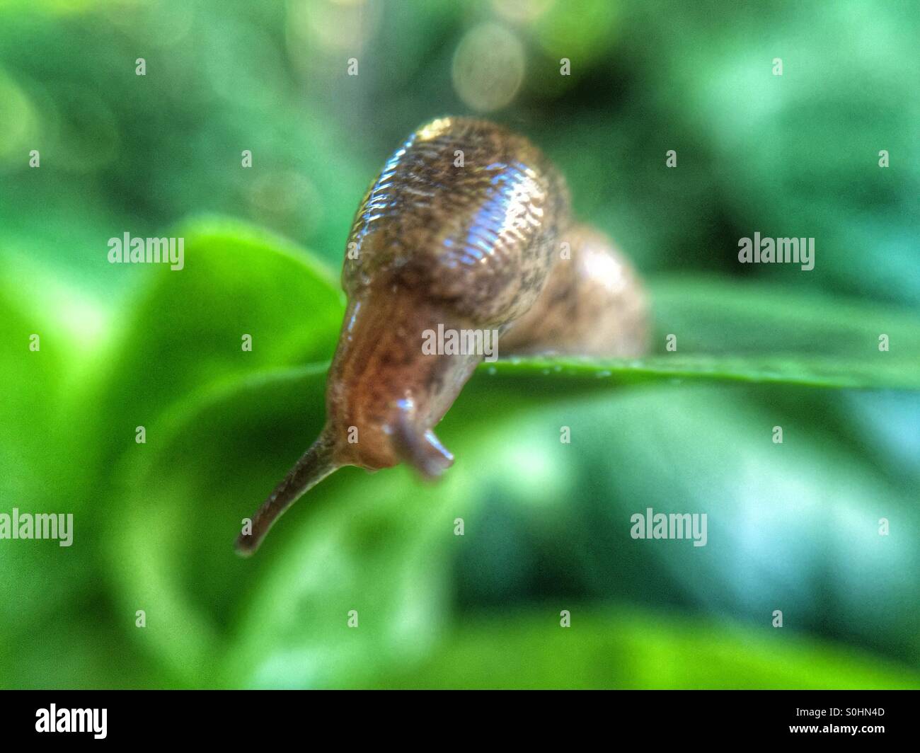 Icelandic snail in my garden. Taken with my iphone 6 plus. Micro lens. Stock Photo