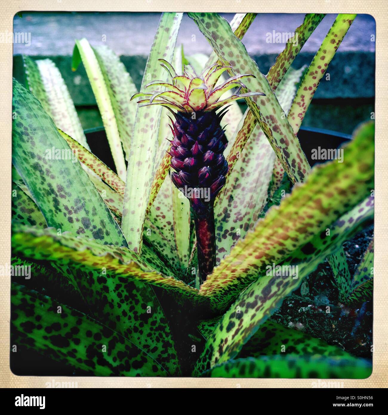 Pineapple Lily or Eucomis vandermerwei, a plant with purple mottled leaves and small pineapple like flower. Stock Photo