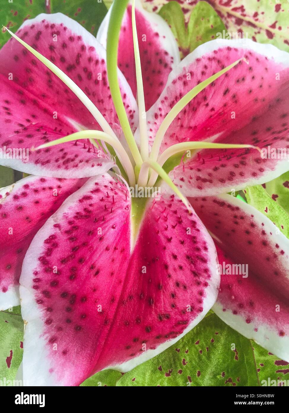 Close up of a flower lily. Stock Photo