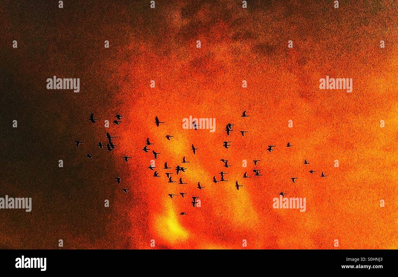 Birds in a cloudy sky - Smartphone Captured Stock Image