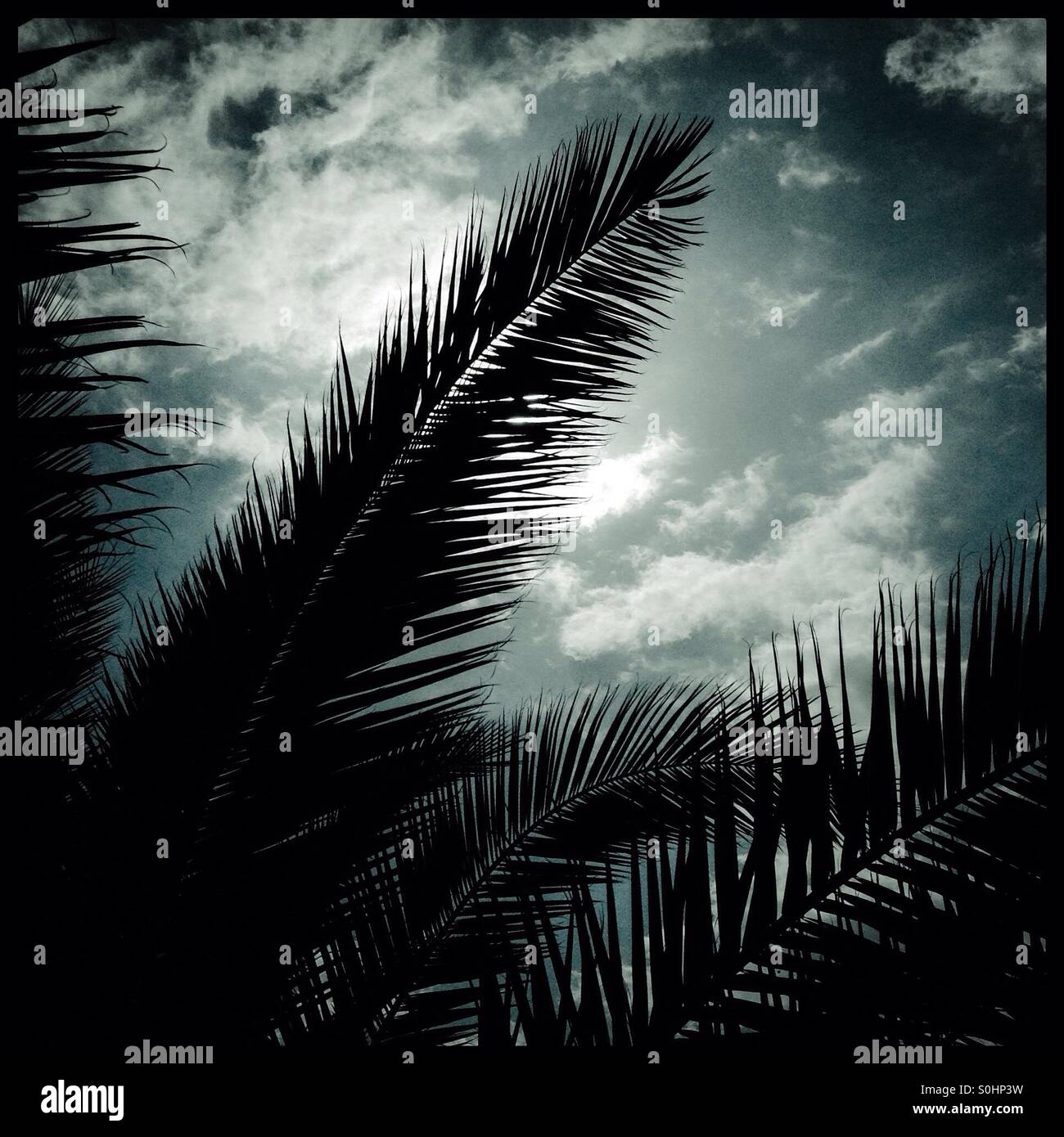 Palm tree fronds filter the Sun against a cloudy sky, Catalonia, Spain. - Smartphone Captured Stock Image