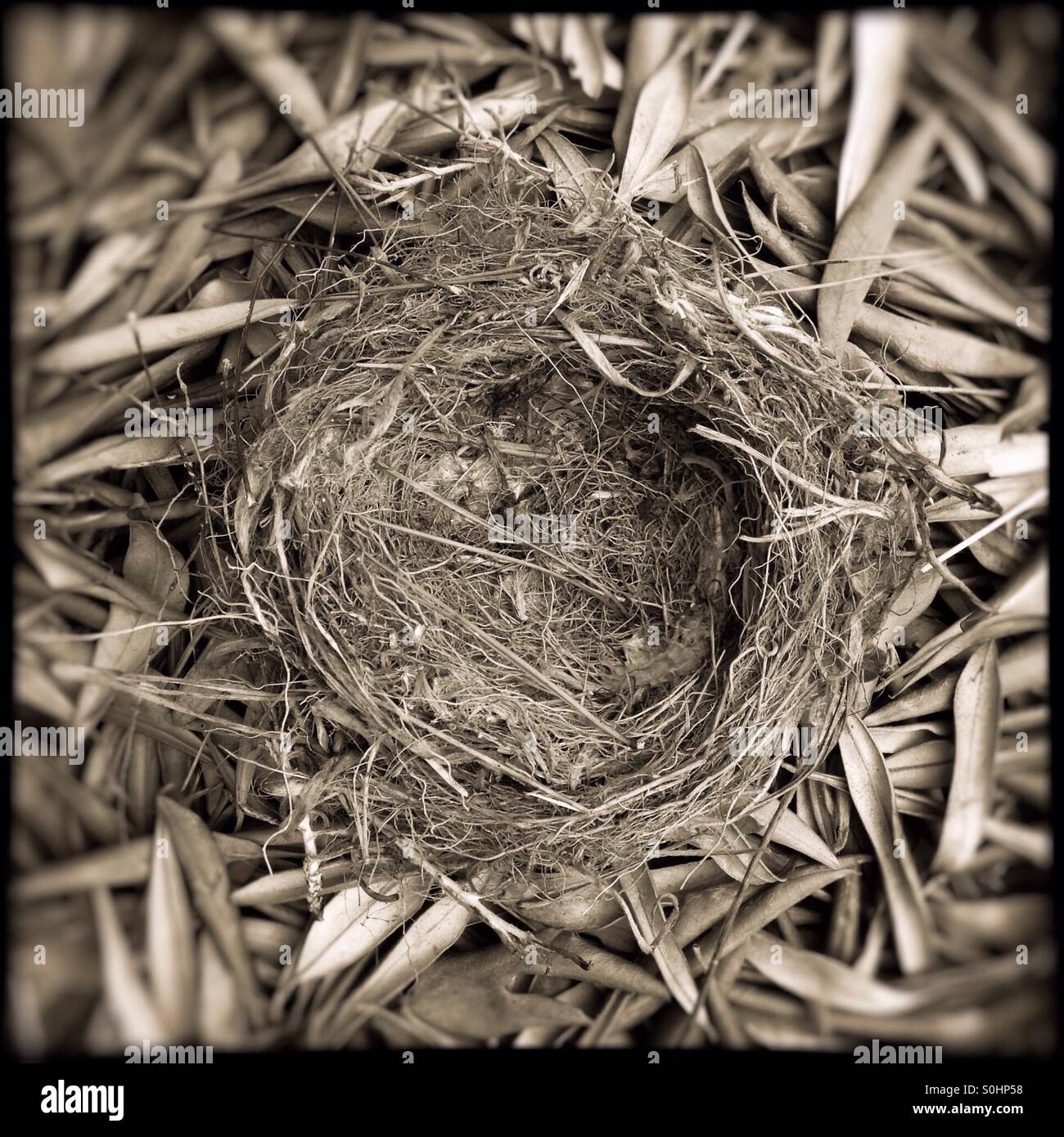Abandoned birds nest on a bed of olive leaves, Catalonia, Spain. - Smartphone Captured Stock Image