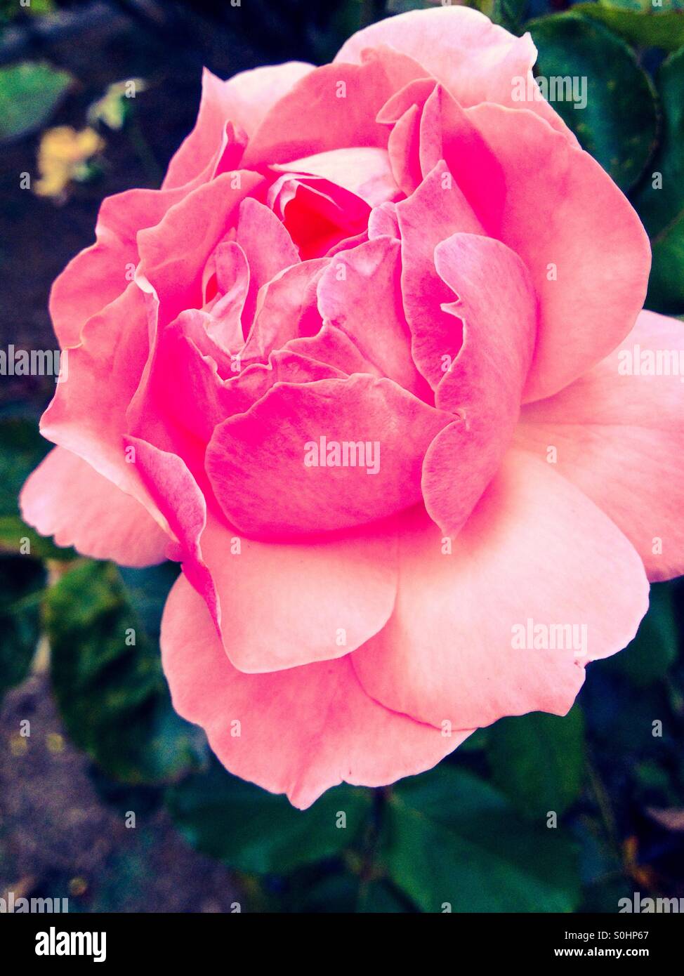 Closeup of a pink flower - Smartphone Captured Stock Image