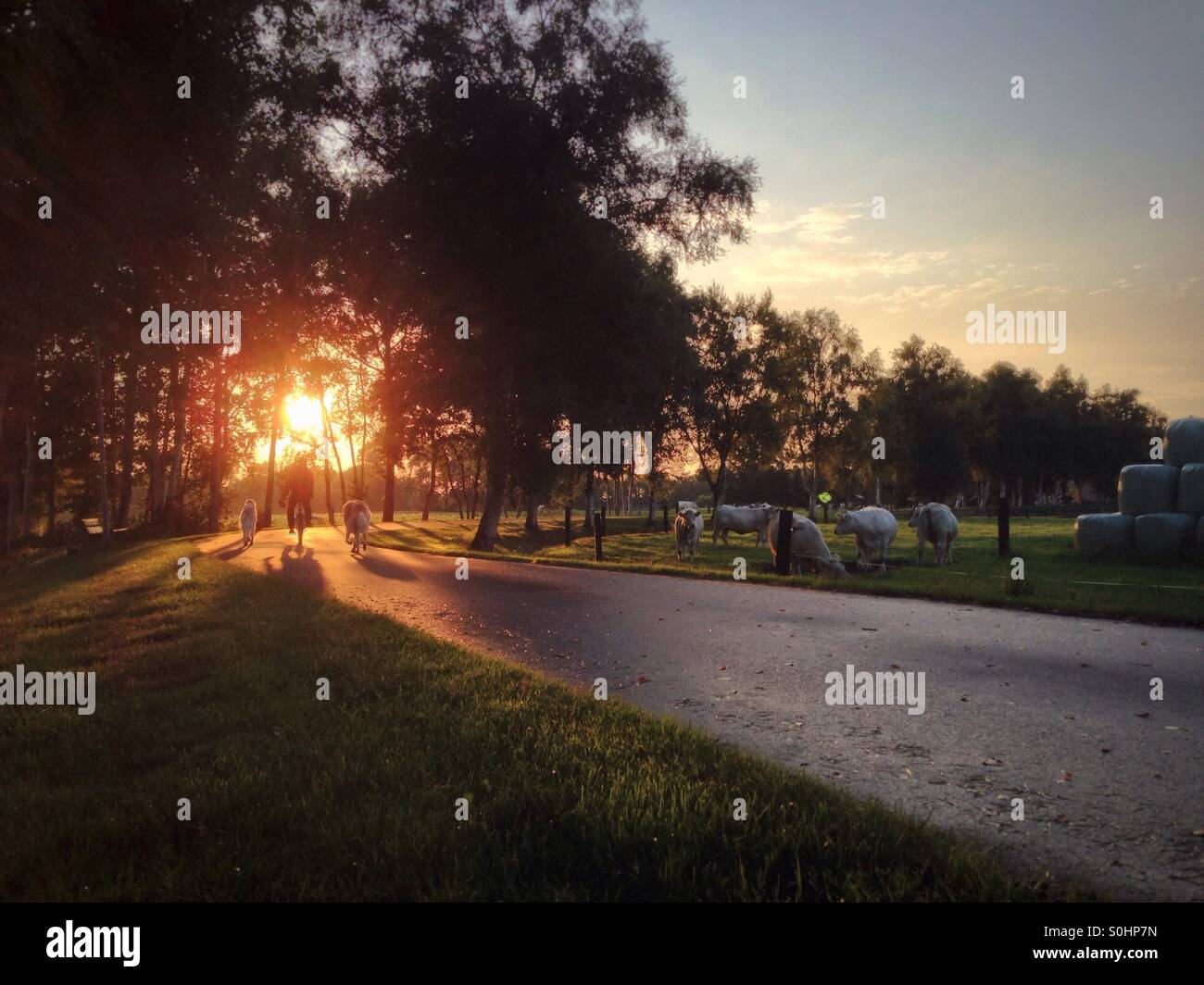 A man on a bicycle and his two dogs riding into a Sunset in the countryside between Bremen and Worpswede in Lower Saxony, Northern Germany - Smartphone Captured Stock Image