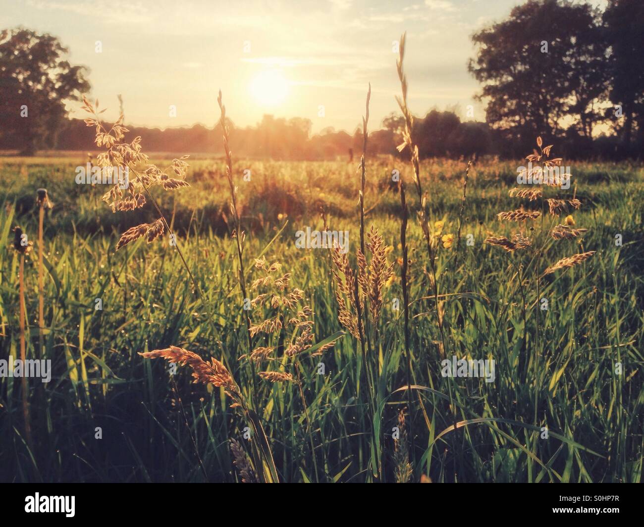 Sunset over a meadow between Bremen and Worpswede in Lower Saxony, Northern Germany - Smartphone Captured Stock Image