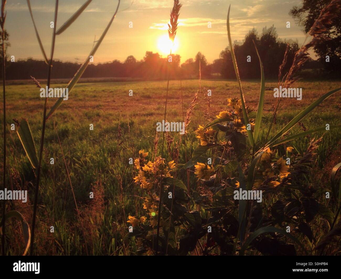 Sunset over a meadow between Bremen and Worpswede in Lower Saxony, Northern Germany - Smartphone Captured Stock Image