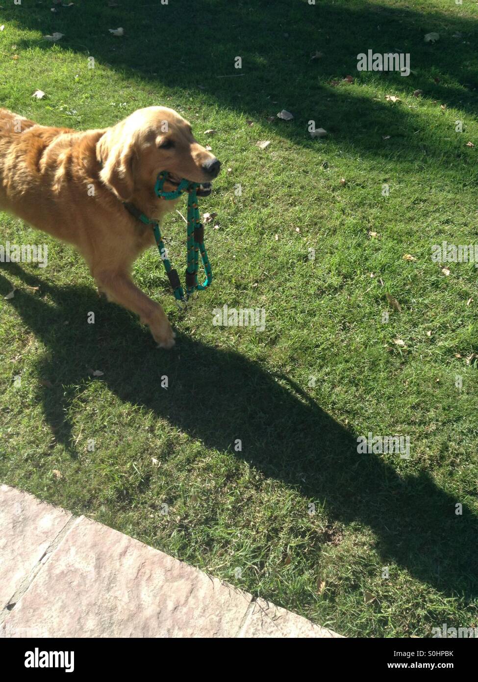 A dog walking itself through a park in Argentina. Well it is leashed. Stock Photo