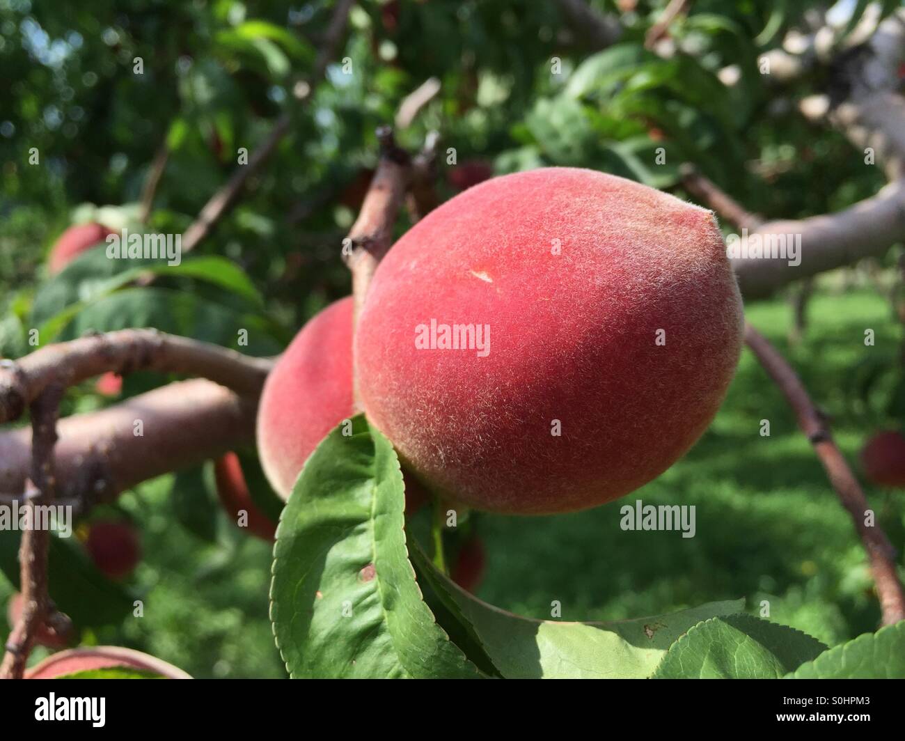 closeup of white peach Stock Photo Alamy