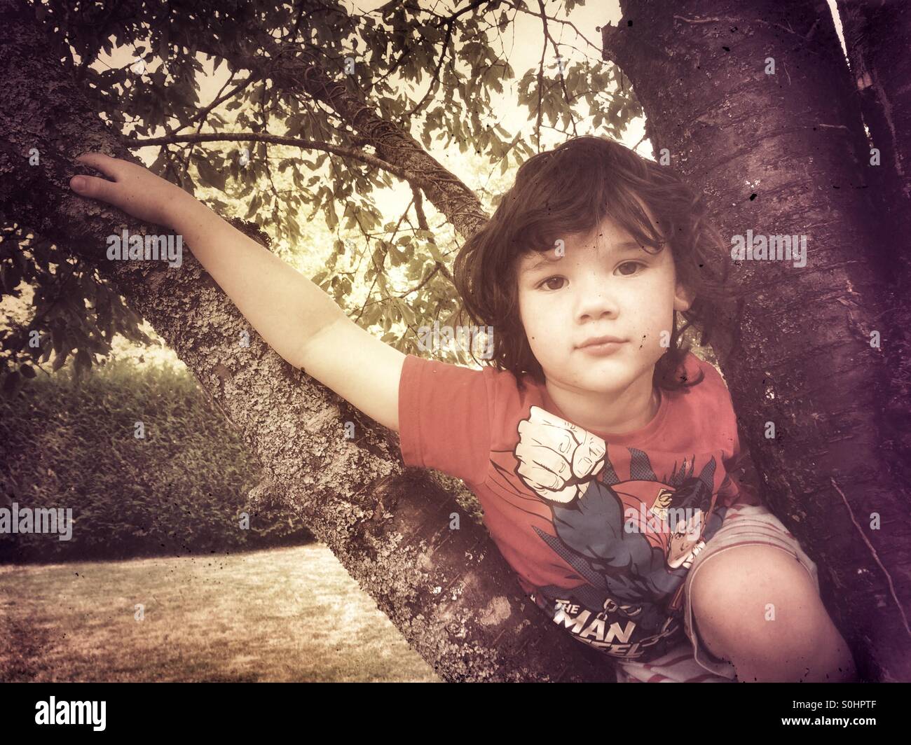 Four year old boy in tree - Smartphone Captured Stock Image