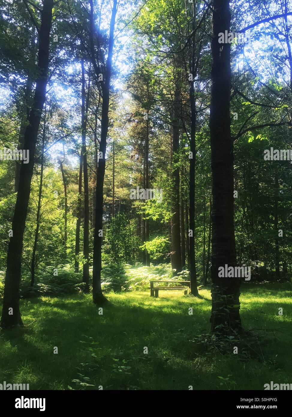 Picnic table in the woods Stock Photo Alamy