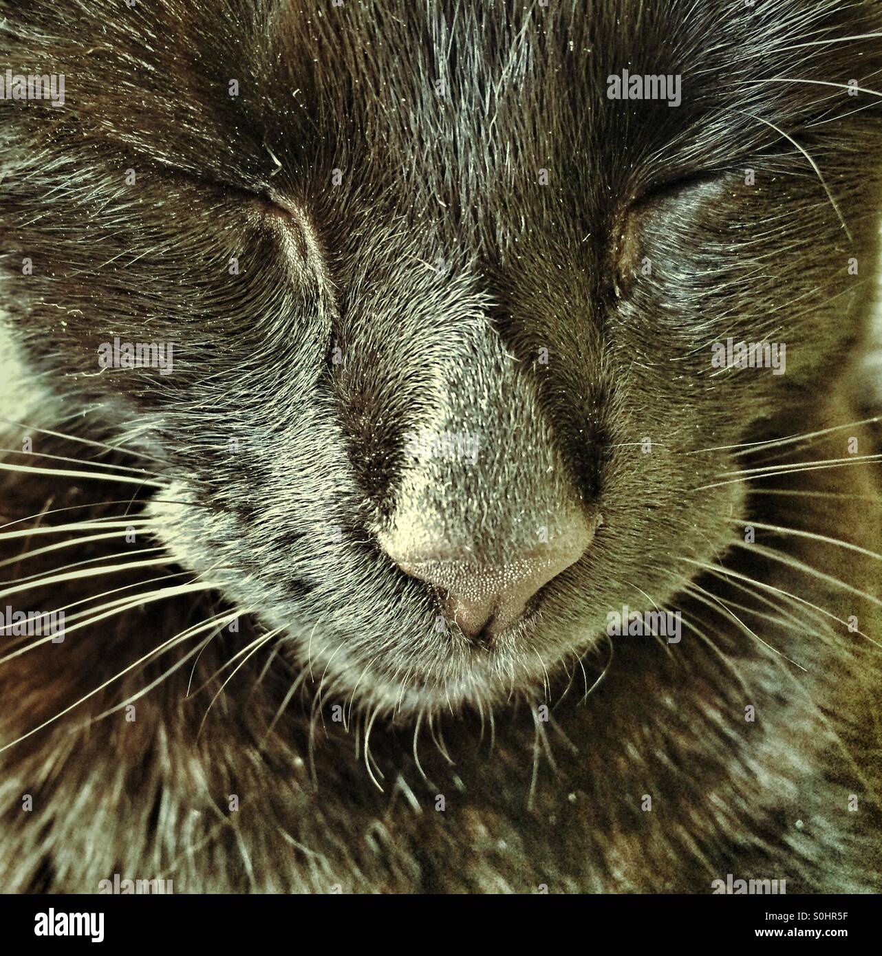 Cat eyes closed hi-res stock photography and images - Alamy