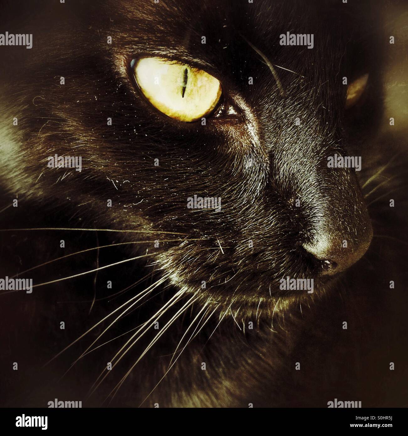 Close up of a black cat with yellow eyes Stock Photo - Alamy