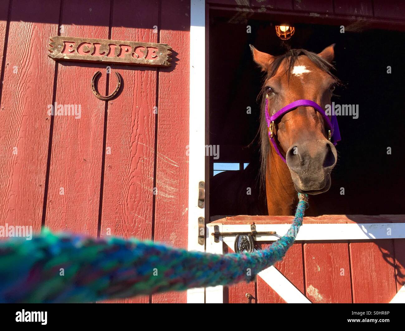 Eclipse the Horse With Lead Rope Attatched Stock Photo Alamy