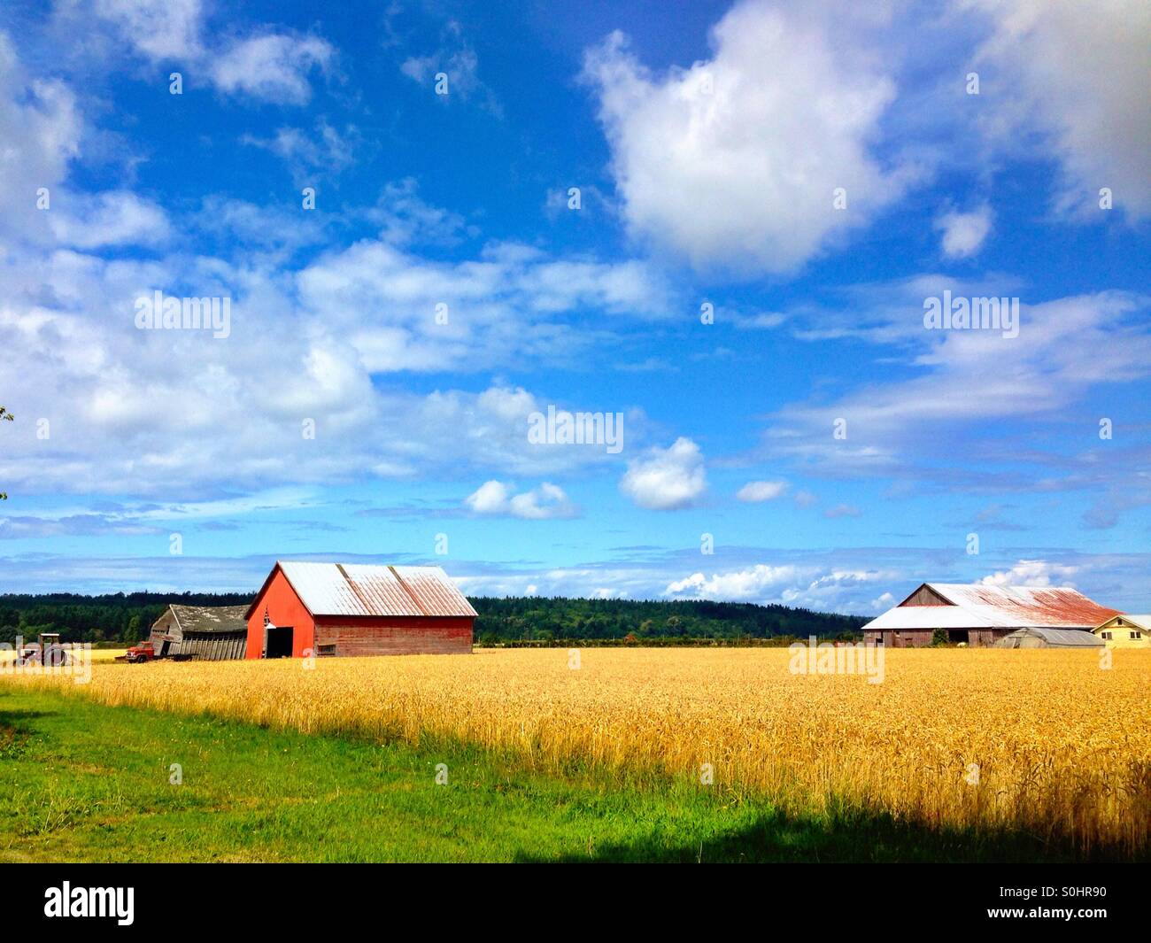 Skagit Valley farm, Washington - Smartphone Captured Stock Image