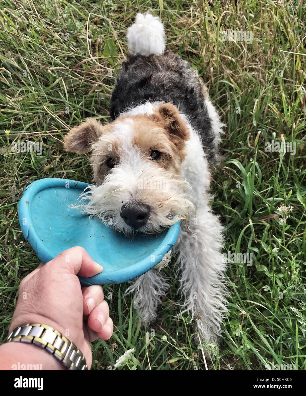 wire toy fox terrier