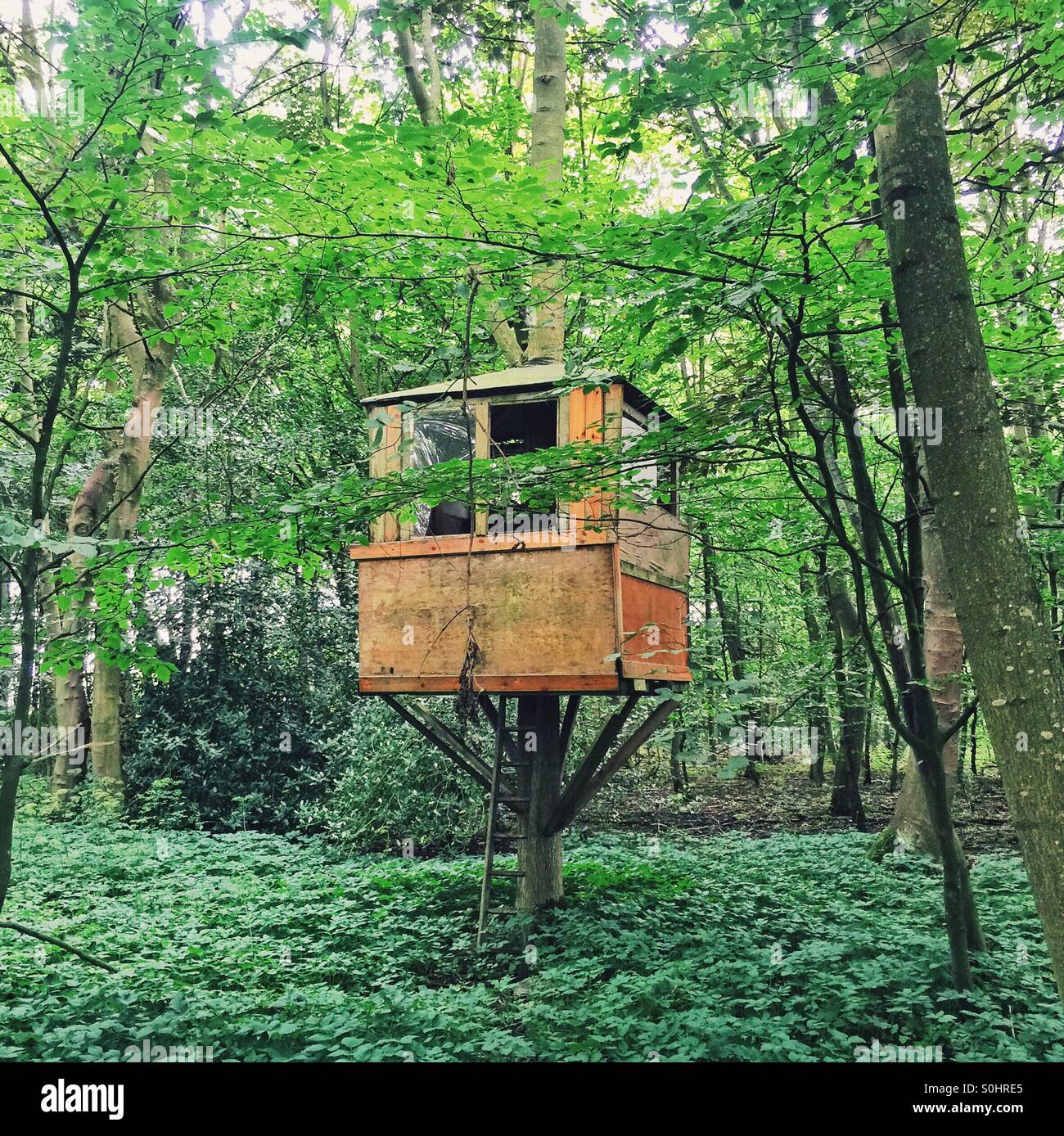 A homemade treehouse in the woods in Northumberland Stock Photo - Alamy