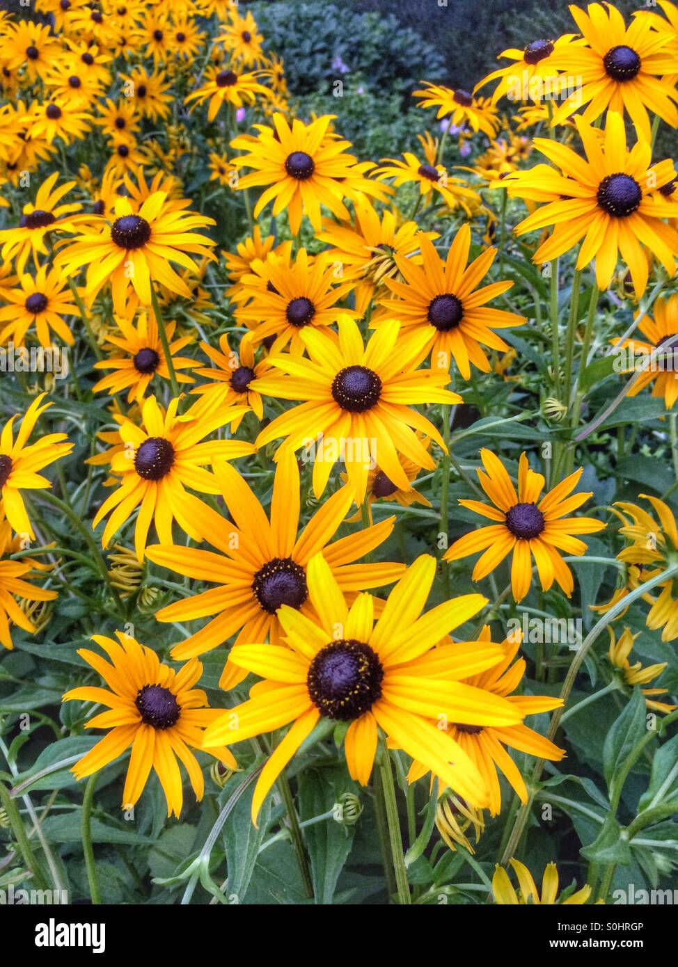 Black eyed Susan's in a field Stock Photo Alamy