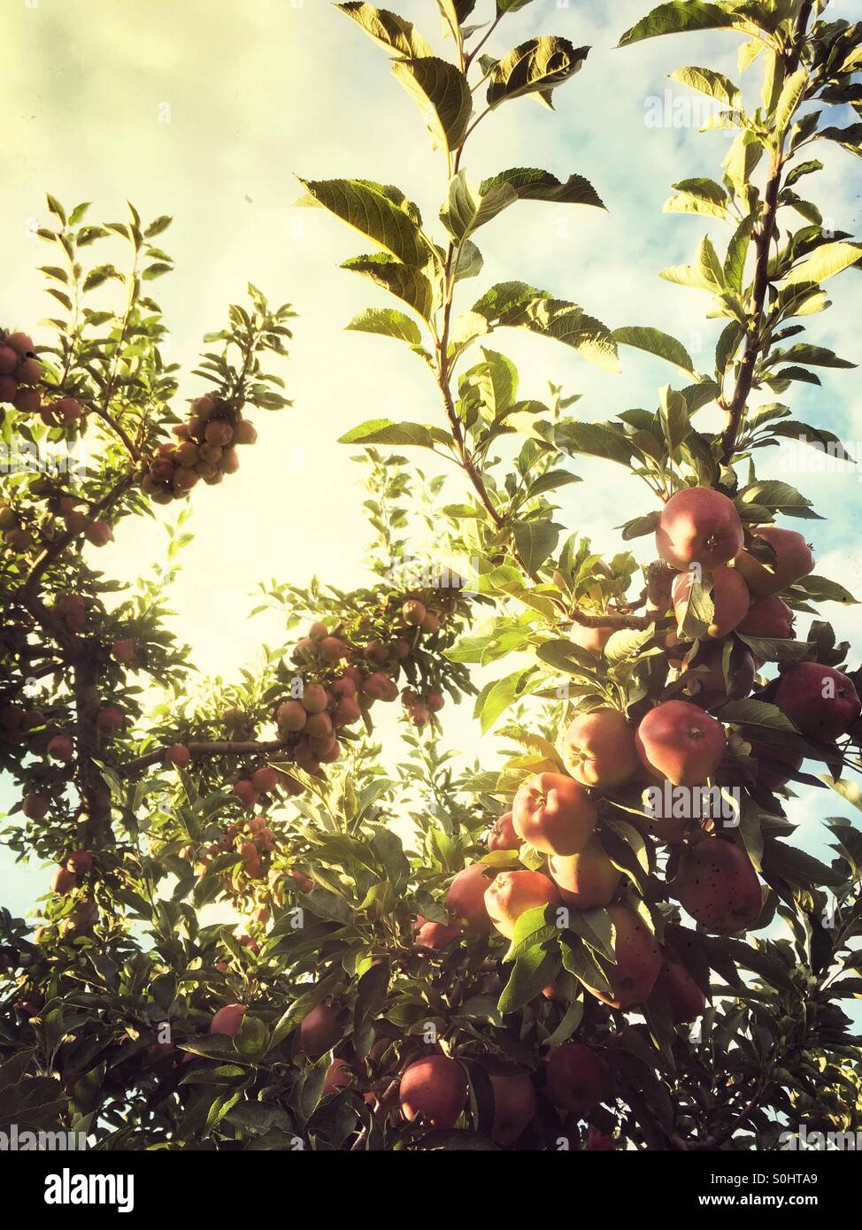 Branches full of growing apples on a sunny summer evening. - Smartphone Captured Stock Image