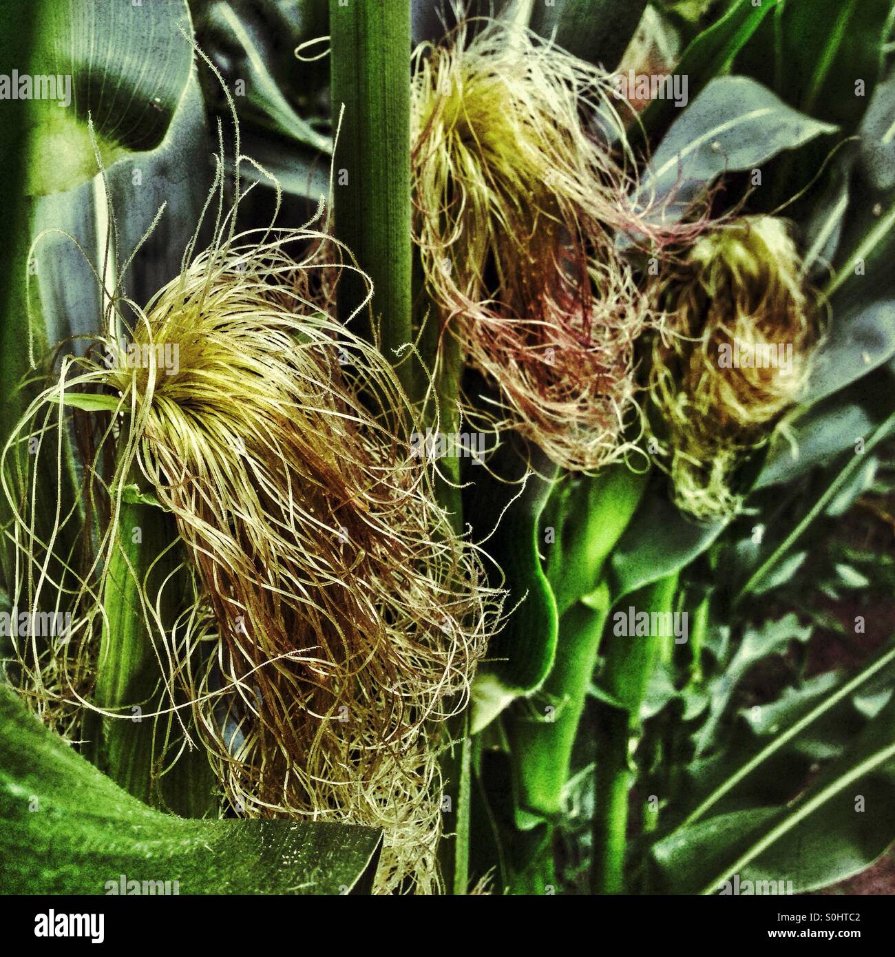 Corn - Smartphone Captured Stock Image