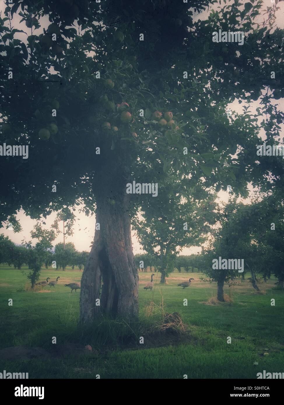 Apple trees in an orchard with geese walking by in the background. - Smartphone Captured Stock Image