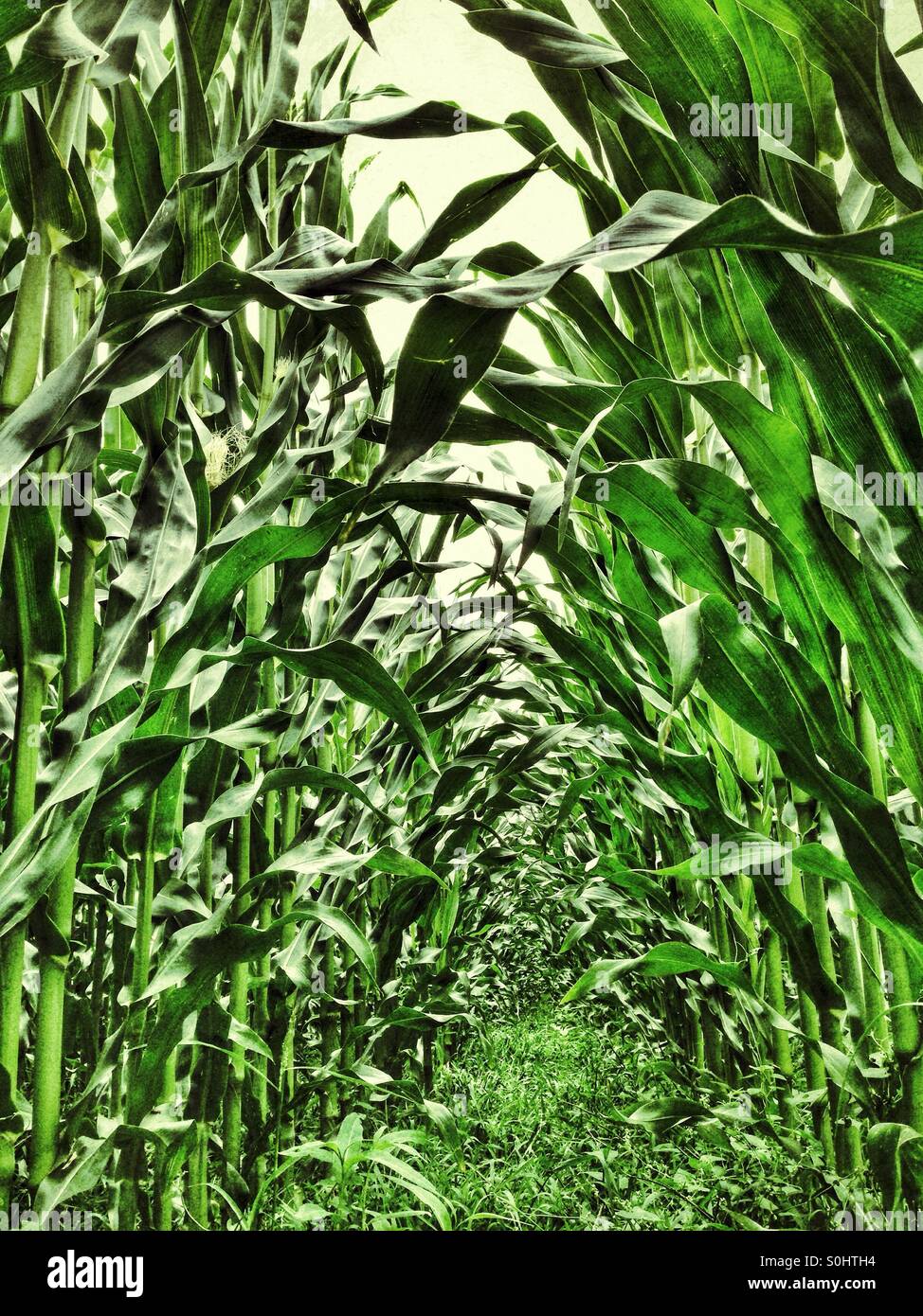 Corn Field - Smartphone Captured Stock Image
