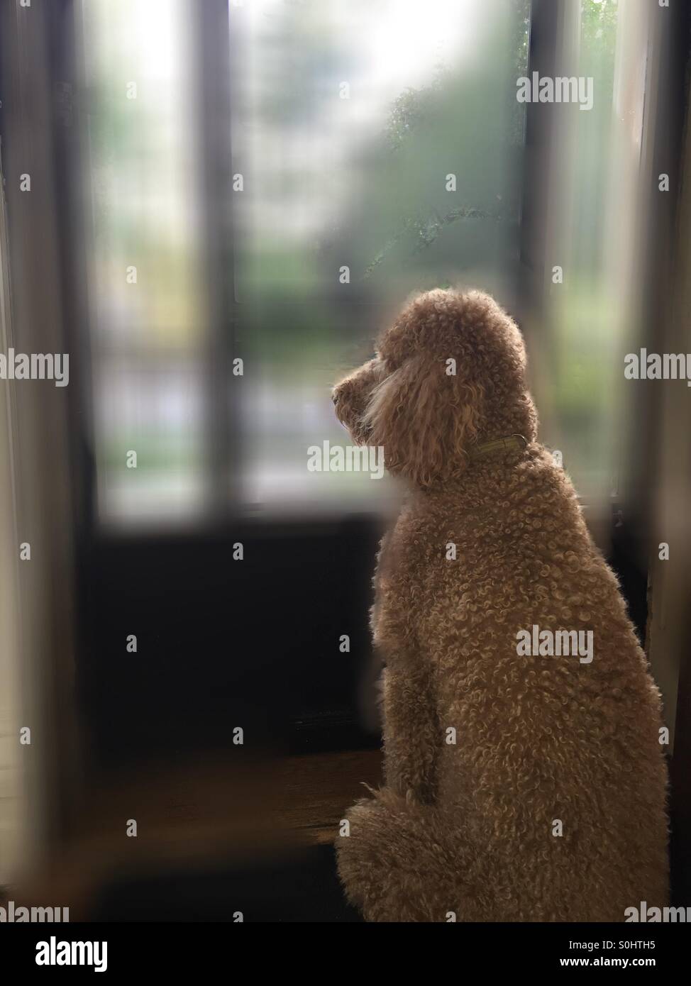 On guard - Smartphone Captured Stock Image