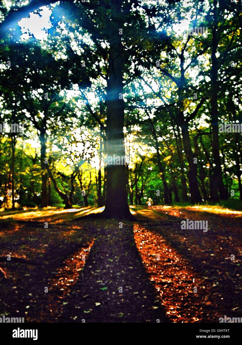 Tree in the woods casting a shadow and sun shining through leaves Stock Photo