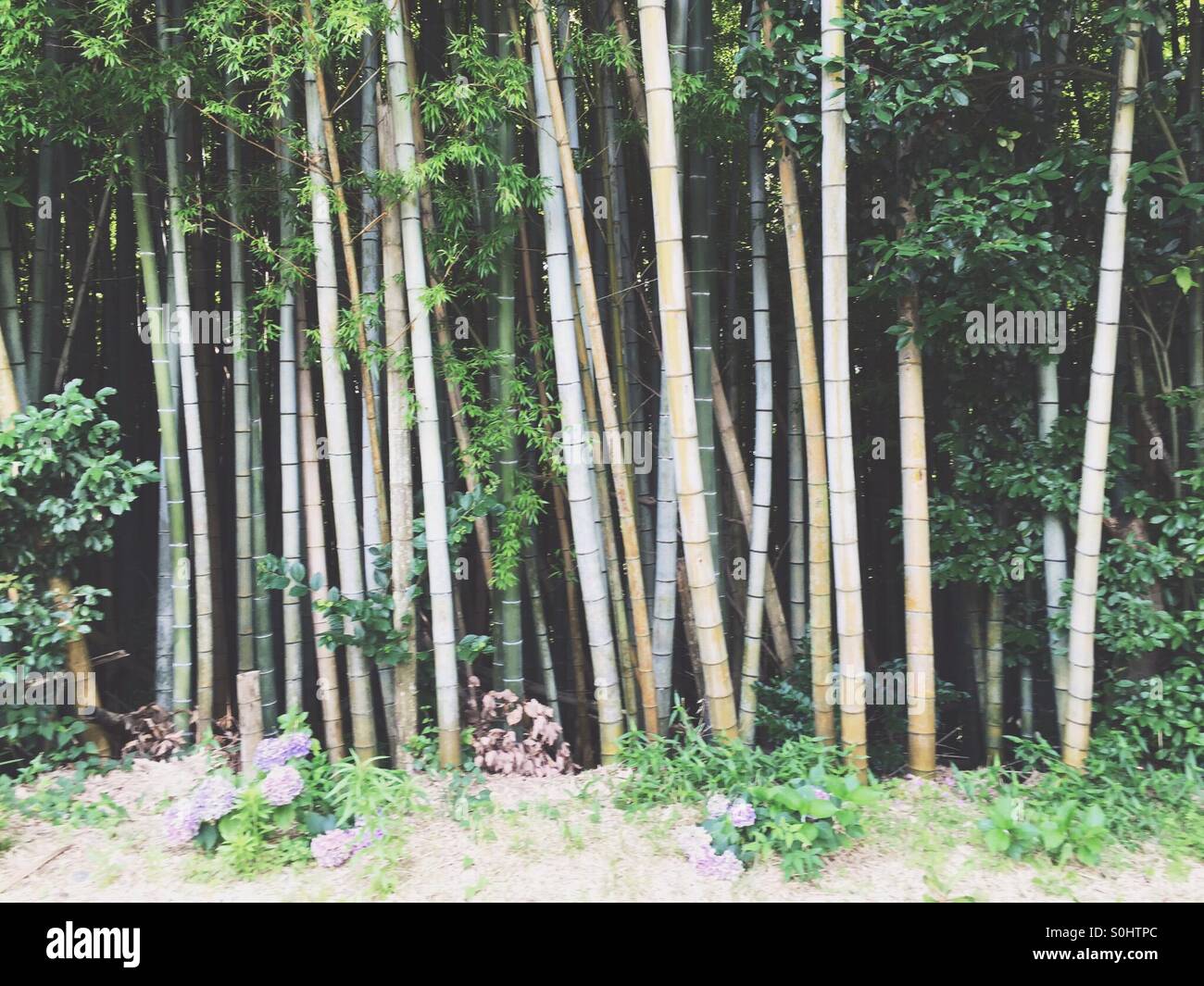 Bamboo in Japan Stock Photo Alamy