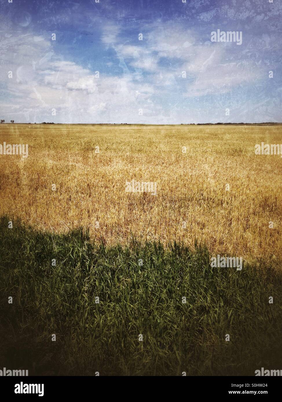Layers of colours in the Alberta prairies, on a hot, sunny summer's day. Canada. - Smartphone Captured Stock Image