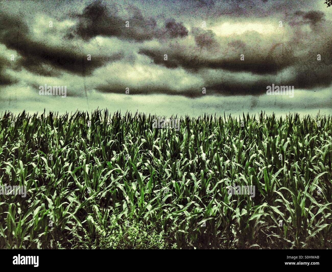 Dramatic clouds in the sky above a corn field in Lower Saxony, Northern Germany - Smartphone Captured Stock Image